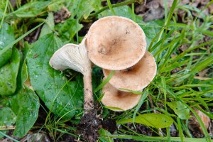 clitocybe gibba_LR